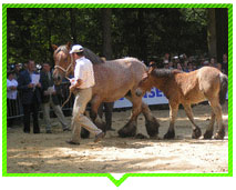 course_hippique